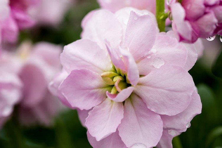 Пирамидальный левкой