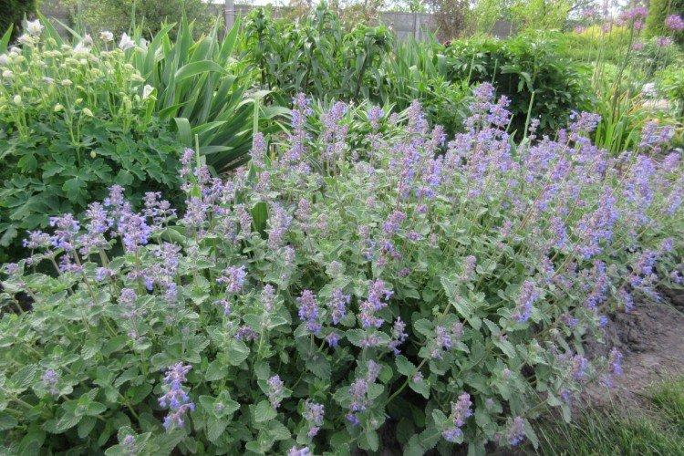 Борьба с вредителями и болезнями