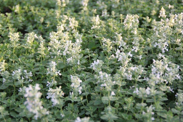 Котовник – фото