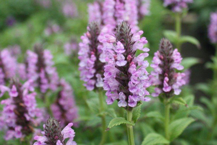 Котовник – фото