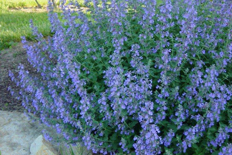 Котовник – фото