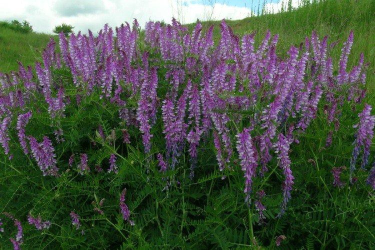 Котовник – фото