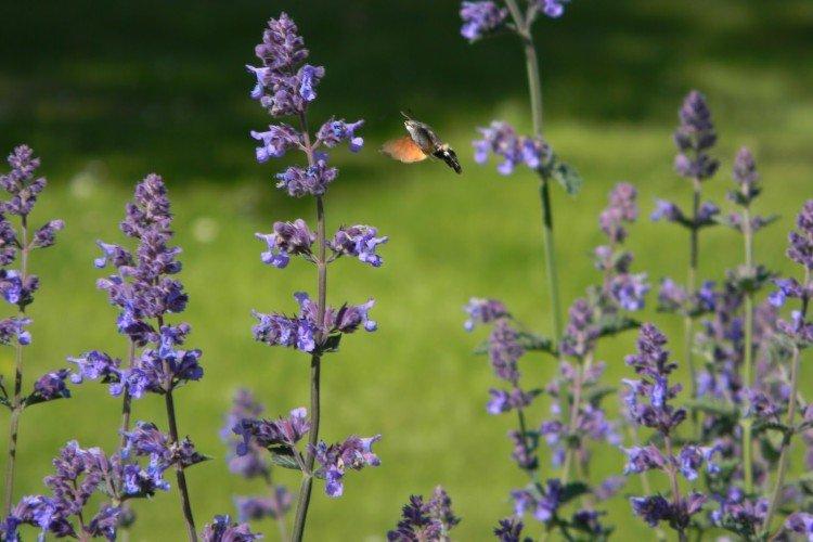 Котовник – фото