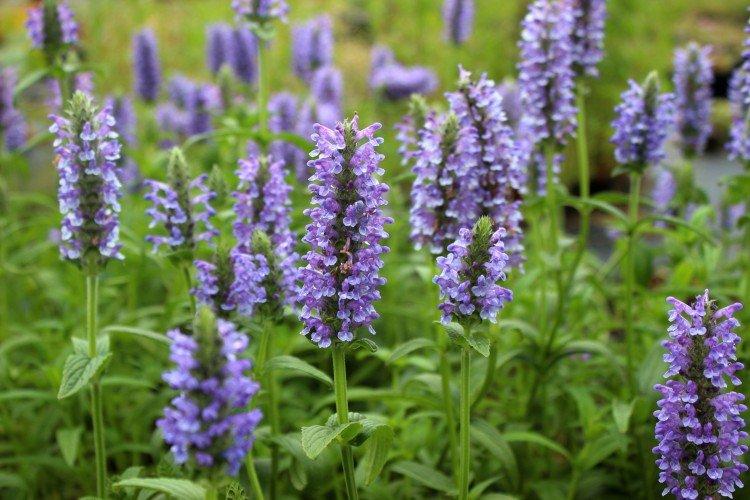 Котовник – фото