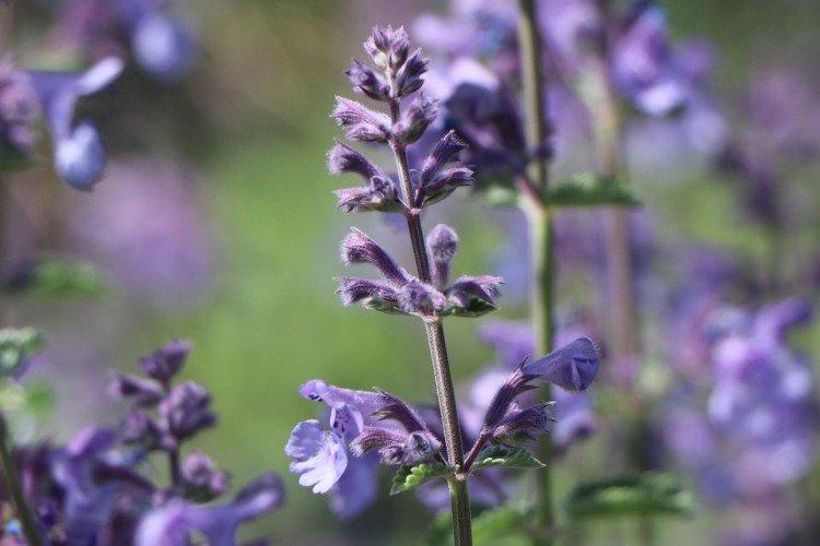 Котовник – фото