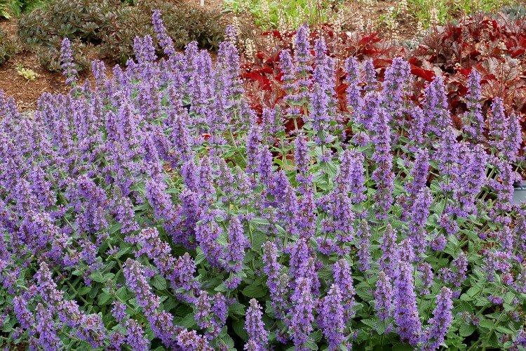 Котовник – фото