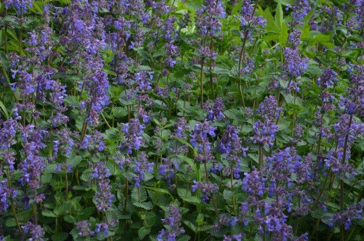 Многонадрезный котовник