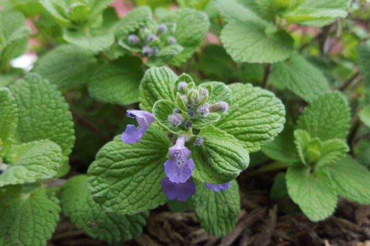 Котовник – фото