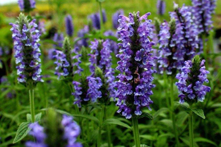 Жилковатый котовник