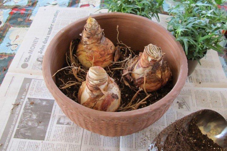 Посадка и размножение