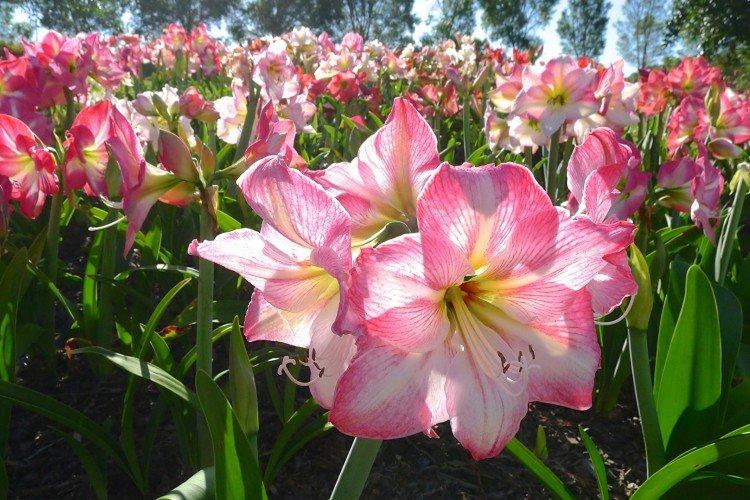 Амариллис – фото