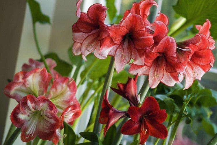 Амариллис – фото