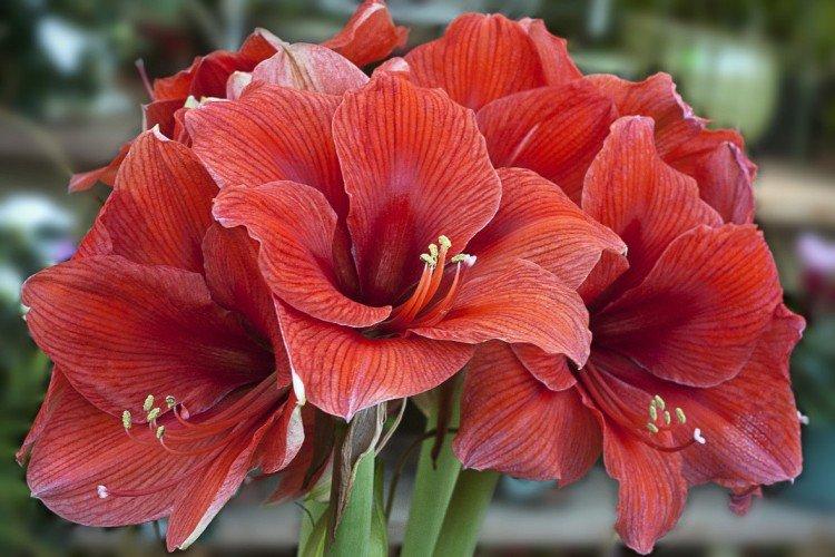 Температура