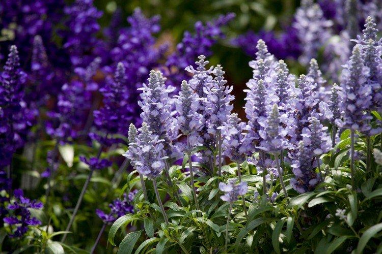 Удобрения и подкормка