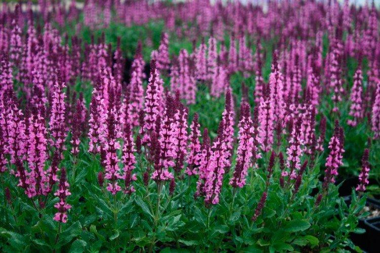 Сальвия – фото