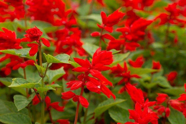 Сальвия – фото