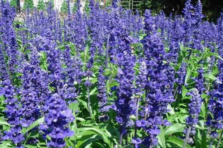 Сальвия – фото