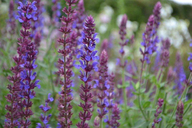 Сальвия – фото