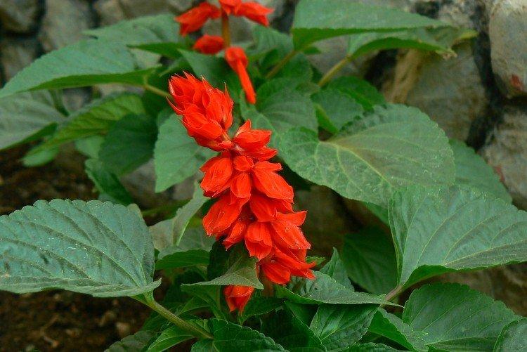 Сальвия – фото