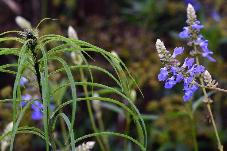 Болотная сальвия