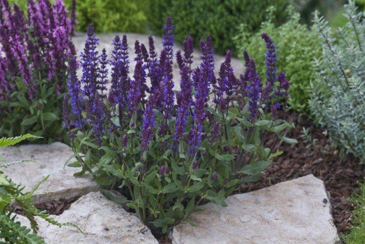 Дубравная сальвия