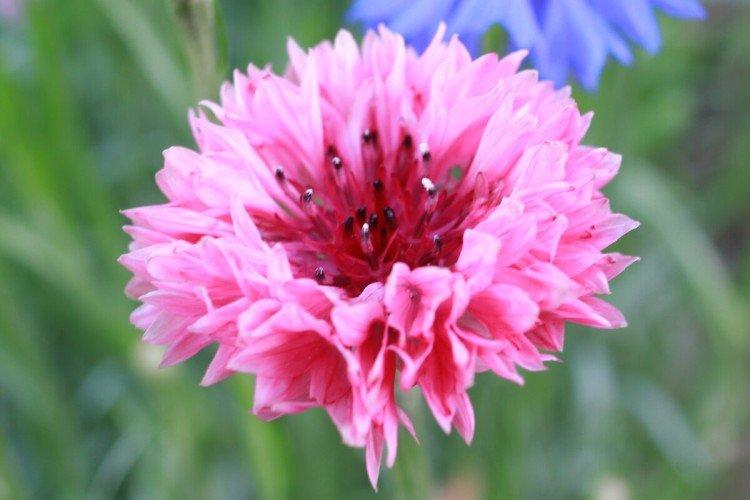 Удобрения и подкормка