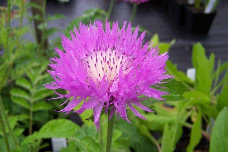 Васильки – фото