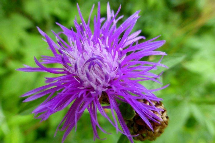 Васильки – фото