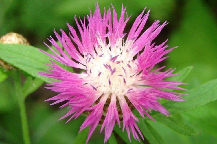 Васильки – фото