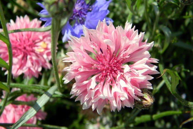 Розовый василек