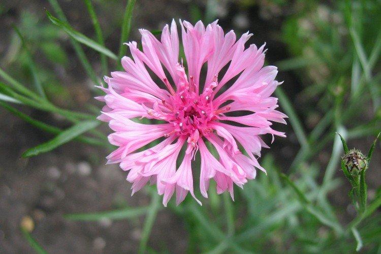 Васильки – фото