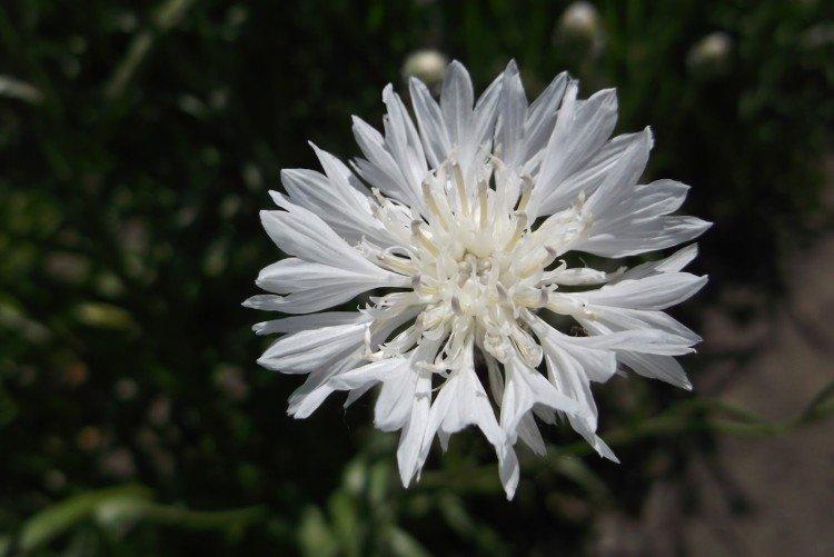 Васильки – фото