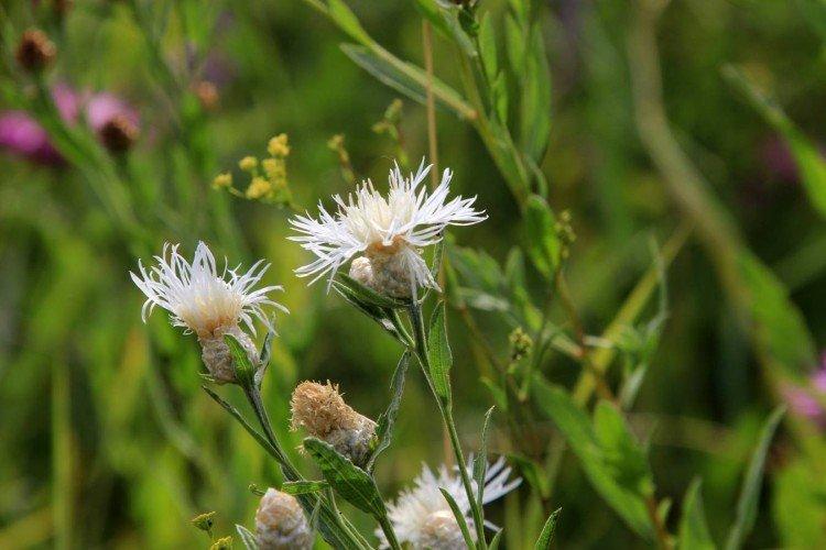 Васильки – фото