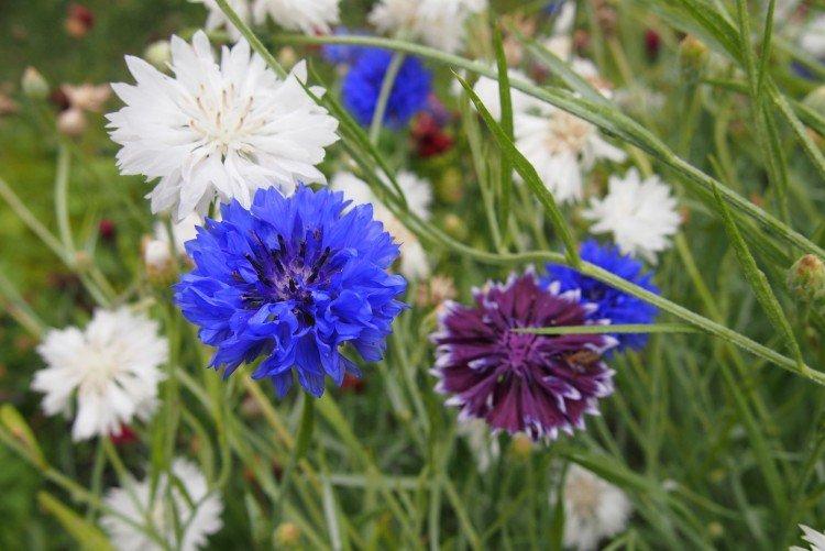 Васильки – фото