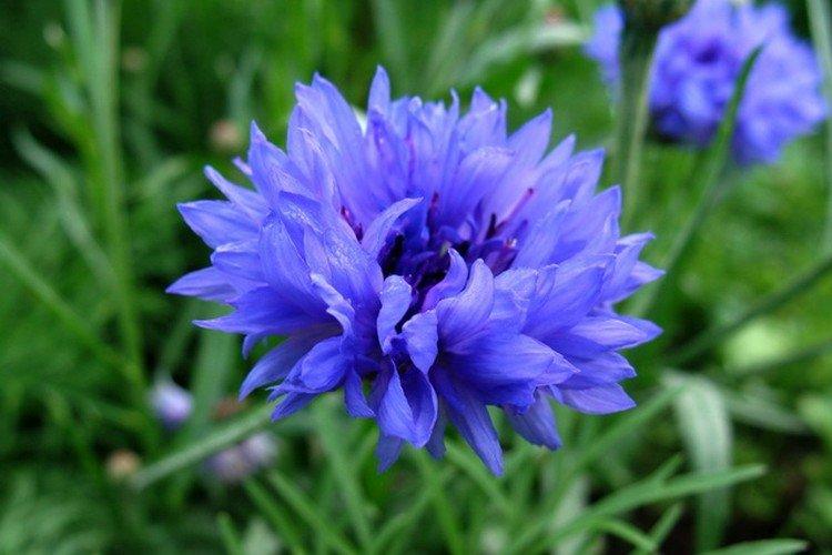 Васильки – фото