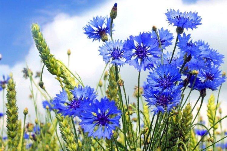 Полевой василек