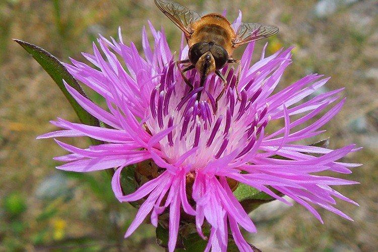 Васильки – фото