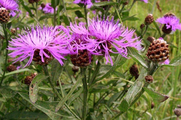 Луговой василек