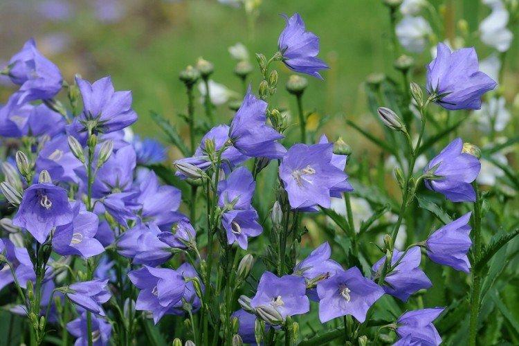 Цветы колокольчики (50 фото): виды, уход и посадка в открытом грунте