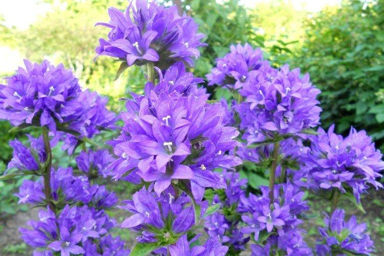 Колокольчики – фото