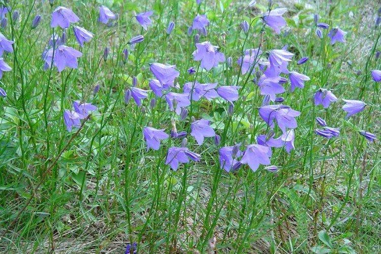 Колокольчики – фото