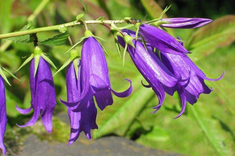 Колокольчики – фото