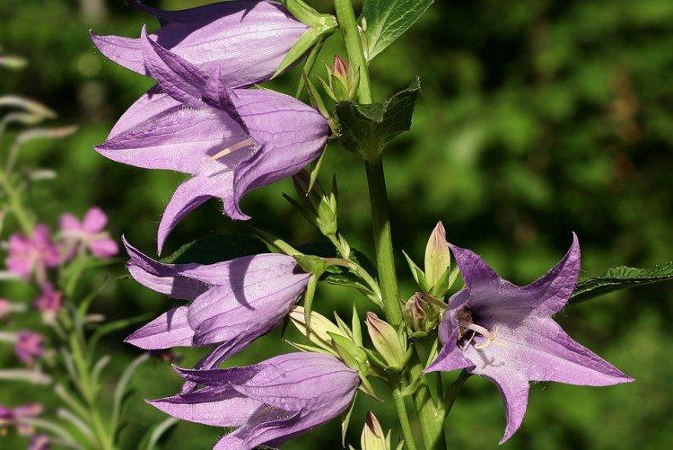 Колокольчики – фото