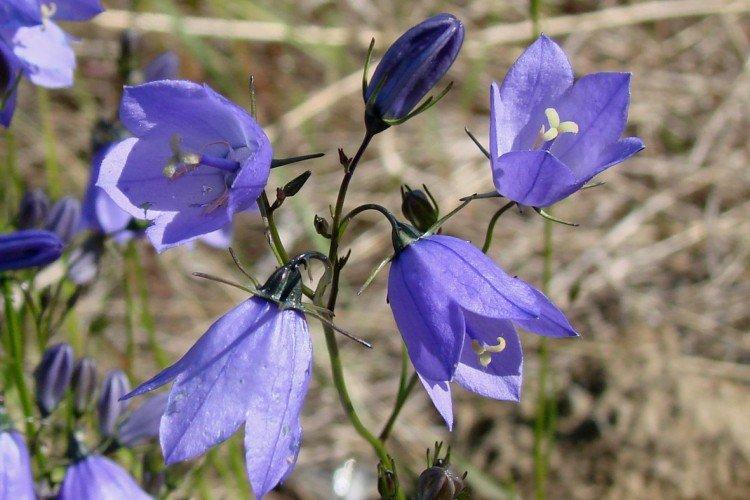 Колокольчики – фото