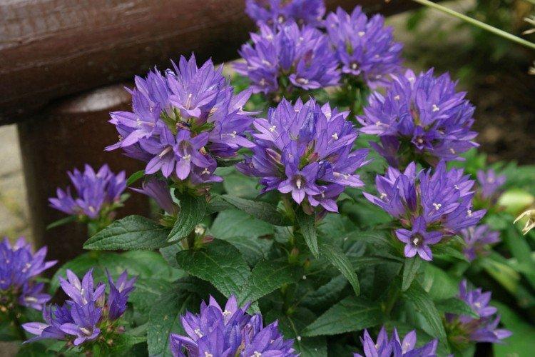 Скученный колокольчик