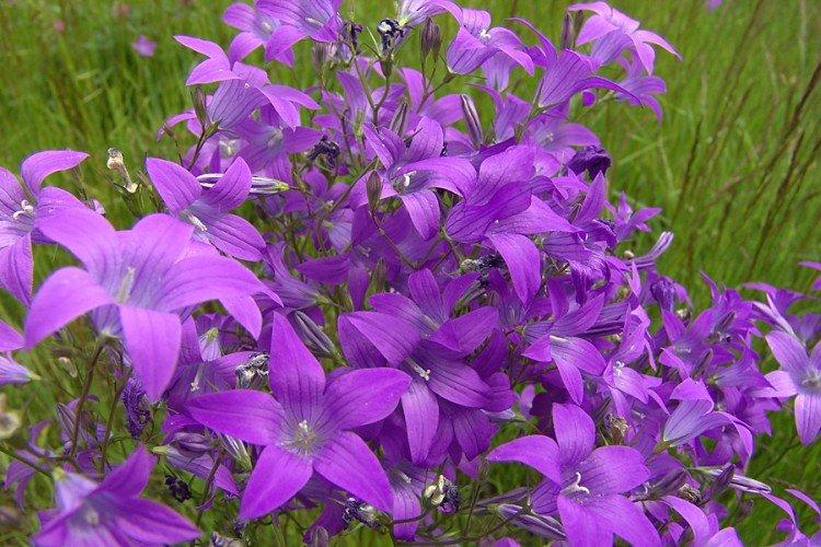 Колокольчики – фото