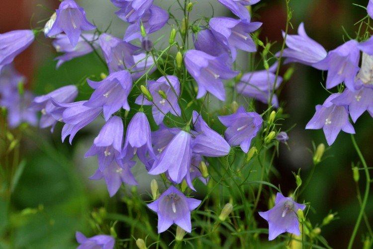 Колокольчики – фото