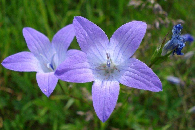 Колокольчики – фото