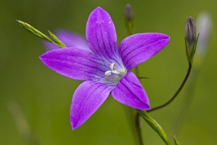 Колокольчики – фото