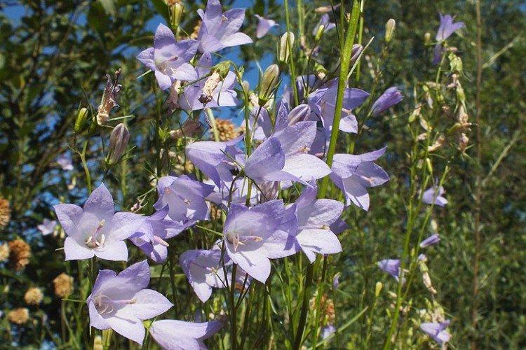 Колокольчики – фото